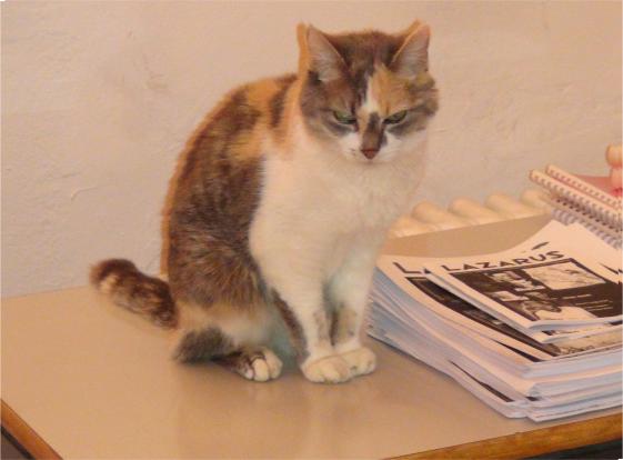 Katze Emma